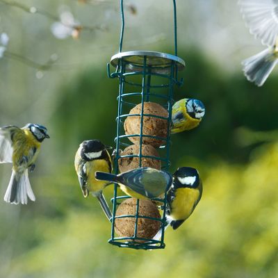 PANTO Ganzjahresknödel ohne Netz – Wildvogelfutter mit Früchten & Insekten