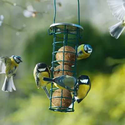 PANTO Ganzjahresknödel ohne Netz – Wildvogelfutter mit Früchten & Insekten