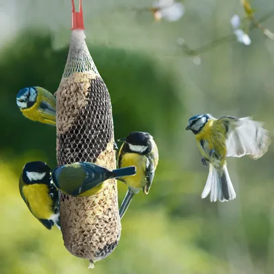 PANTO Ganzjahresfutterspirale – Wildvogelfutter mit Sonnenblumenkernen
