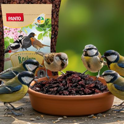 PANTO Rosinen - Wildvogelfutter für Amseln, Drosseln & Gartenvögel
