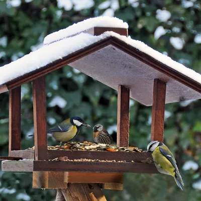 PANTO Meisenfutter - Wildvogelfutter mit Erdnüssen und Sonnenblumenkernen