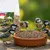 PANTO Hanfsamen - Wildvogelfutter für Gartenvögel, Natürliche Proteinquelle PANTO Hanfsamen - Wildvogelfutter für Gartenvögel, Natürliche Proteinquelle
