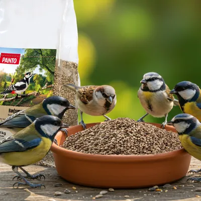 PANTO Hanfsamen - Wildvogelfutter für Gartenvögel, Natürliche Proteinquelle PANTO Hanfsamen - Wildvogelfutter für Gartenvögel, Natürliche Proteinquelle