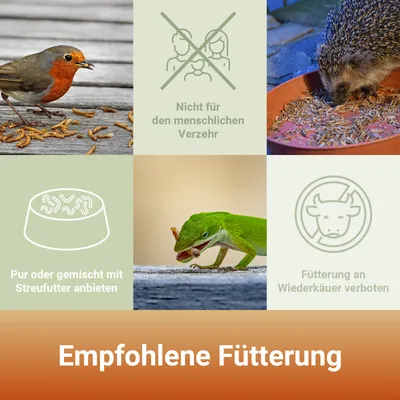 PANTO Soldatenfliegenlarven - Wildvogelfutter für Gartenvögel proteinreich