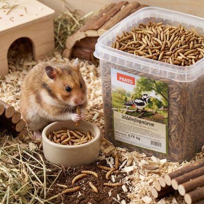 PANTO Soldatenfliegenlarven - Wildvogelfutter für Gartenvögel proteinreich