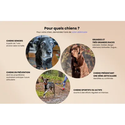 Jagger & Lewis Complément articulations chien Jagger & Lewis Complément articulations chien