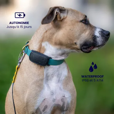 Collier GPS pour chien sans abonnement Collier GPS pour chien sans abonnement