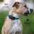 Collier GPS pour chien sans abonnement Collier GPS pour chien sans abonnement