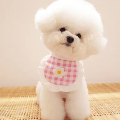 HausPets lot 4 bavoirs coton dentelle rose chien chat