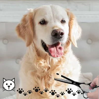 HausPets Ciseaux Toilettage Chien Chat Incurvés Titane Bouts Ronds Sûrs HausPets Ciseaux Toilettage Chien Chat Incurvés Titane Bouts Ronds Sûrs