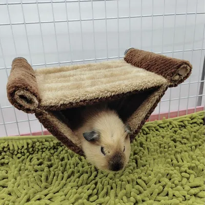 HausPets HausPets Suspendu Chaud Hamster Souris Rat Flanelle Double Couche HausPets HausPets Suspendu Chaud Hamster Souris Rat Flanelle Double Couche