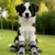 HausPets Calcetines transpirables antideslizantes para perros, 4 unidades