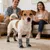 HausPets Calcetines transpirables antideslizantes para perros, 4 unidades