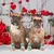 HausPets Juego de 4 zapatos de verano para perros suela goma antideslizante