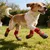 HausPets Calcetines transpirables antideslizantes para perros, paquete de 4
