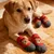 HausPets Calcetines transpirables antideslizantes para perros, paquete de 4