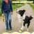 HausPets Juego de 4 botas reflectantes antideslizantes para perros