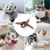HausPets Vogel Spielzeug Katze wiederaufladbar USB Flügelschlag HausPets Vogel Spielzeug Katze wiederaufladbar USB Flügelschlag