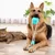 HausPets Jouet Ventouse Corde Chien - Multifonction, Caoutchouc HausPets Jouet Ventouse Corde Chien - Multifonction, Caoutchouc