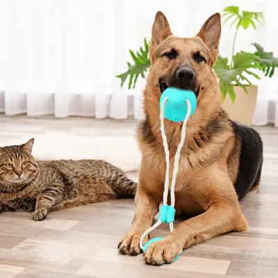 HausPets Jouet Ventouse Corde Chien - Multifonction, Caoutchouc HausPets Jouet Ventouse Corde Chien - Multifonction, Caoutchouc