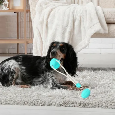 HausPets Jouet Ventouse Corde Chien - Multifonction, Caoutchouc HausPets Jouet Ventouse Corde Chien - Multifonction, Caoutchouc