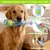 HausPets jouet chien bouteille bleue balle couineur HausPets jouet chien bouteille bleue balle couineur