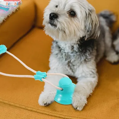 HausPets Jouet Mâcher Chien - Ventouse, Antidestructeur, Sûr HausPets Jouet Mâcher Chien - Ventouse, Antidestructeur, Sûr