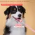 HausPets Lot 2 Brosses Dents Chien Chat Silicone Souple 360° Manche HausPets Lot 2 Brosses Dents Chien Chat Silicone Souple 360° Manche