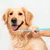 HausPets Lot 2 Brosses Dents Chien Chat Silicone Souple 360° Manche HausPets Lot 2 Brosses Dents Chien Chat Silicone Souple 360° Manche
