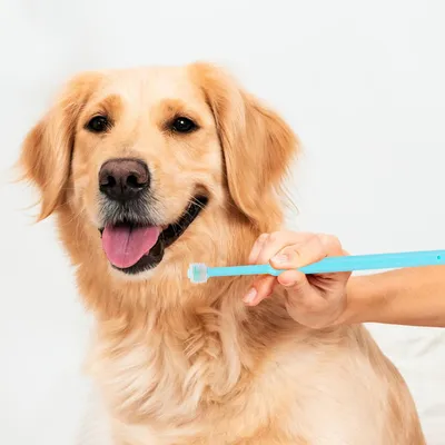 HausPets Lot 2 Brosses Dents Chien Chat Silicone Souple 360° Manche HausPets Lot 2 Brosses Dents Chien Chat Silicone Souple 360° Manche