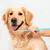 HausPets Juego 2 cepillos dientes perros gatos, silicona suave, mango 360° HausPets Juego 2 cepillos dientes perros gatos, silicona suave, mango 360°