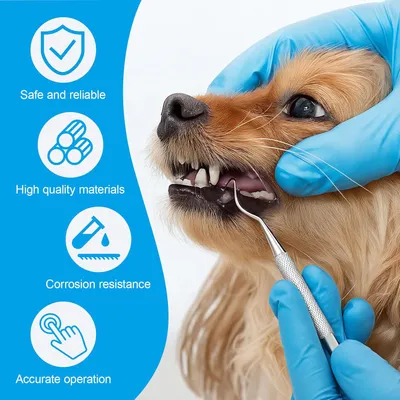 HausPets Kit 3 Outils Dentaires Chien Chat Acier Inoxydable