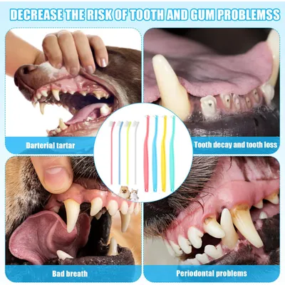 HausPets 8pcs Brosse Dents Chien Chat Poils Souples Tête Inclinée Pointue HausPets 8pcs Brosse Dents Chien Chat Poils Souples Tête Inclinée Pointue