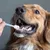 HausPets Lot 3 Brosses Dents Chien Chat Silicone Souple 360° Manche HausPets Lot 3 Brosses Dents Chien Chat Silicone Souple 360° Manche