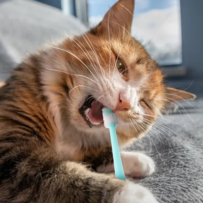 HausPets Juego 3 cepillos dientes perros gatos, silicona suave, mango 360°