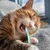 HausPets Juego 3 cepillos dientes perros gatos, silicona suave, mango 360°