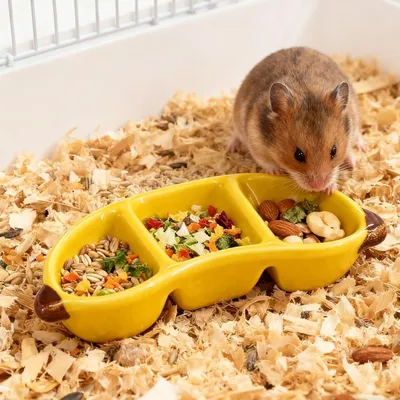 HausPets bol céramique forme banane jaune petit animal HausPets bol céramique forme banane jaune petit animal