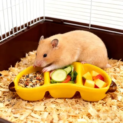 HausPets bol céramique forme banane jaune petit animal HausPets bol céramique forme banane jaune petit animal