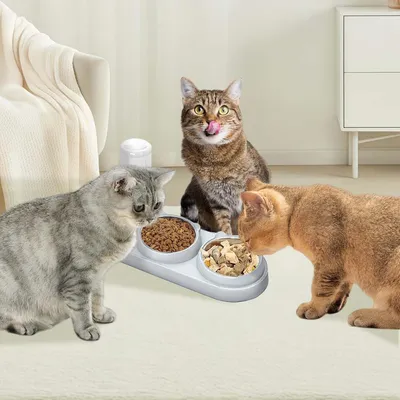 HausPets Comedero de cerámica 3 1 gatos, inclinado 15°, sifón agua comida HausPets Comedero de cerámica 3 1 gatos, inclinado 15°, sifón agua comida