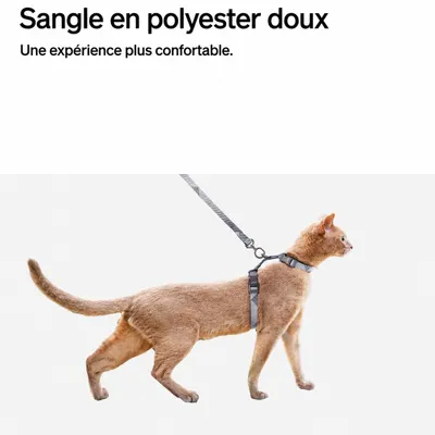 pidan Ensemble harnais et laisse pour chat réglable anti-fugue