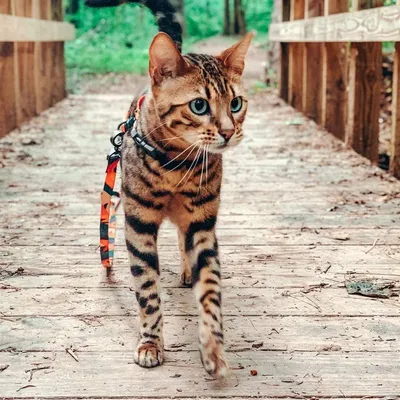PIDAN Katzengeschirr und Leinen Set PIDAN Katzengeschirr und Leinen Set