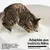 pidan Litière pour chats Litière végétale au manioc pidan Litière pour chats Litière végétale au manioc
