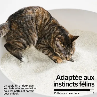 pidan Litière pour chats Litière végétale au manioc pidan Litière pour chats Litière végétale au manioc