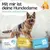 HUND IST KÖNIG saugstarke Hundewindeln Hündinnen (3 Stk), 3-Fach Justierung HUND IST KÖNIG saugstarke Hundewindeln Hündinnen (3 Stk), 3-Fach Justierung