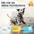 HUND IST KÖNIG saugstarke Hundewindeln Hündinnen (3 Stk), 3-Fach Justierung HUND IST KÖNIG saugstarke Hundewindeln Hündinnen (3 Stk), 3-Fach Justierung