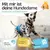 HUND IST KÖNIG saugstarke Hundewindeln Hündinnen (3 Stk), 3-Fach Justierung HUND IST KÖNIG saugstarke Hundewindeln Hündinnen (3 Stk), 3-Fach Justierung