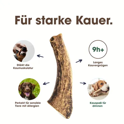 KAUDAS Rothirsch-Geweih Kaustange für Hunde - Zahnpflege für Hunde