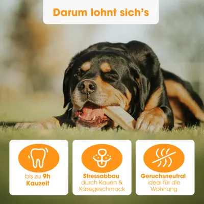 KAUDAS Käse-Kaustange für Hunde - Hartkäse, zahnreinigend & natürlich