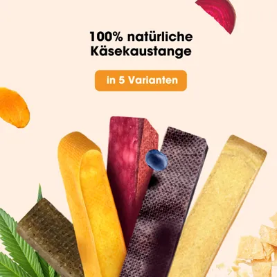 KAUDAS Käse-Kaustange für Hunde - Hartkäse, zahnreinigend & natürlich KAUDAS Käse-Kaustange für Hunde - Hartkäse, zahnreinigend & natürlich