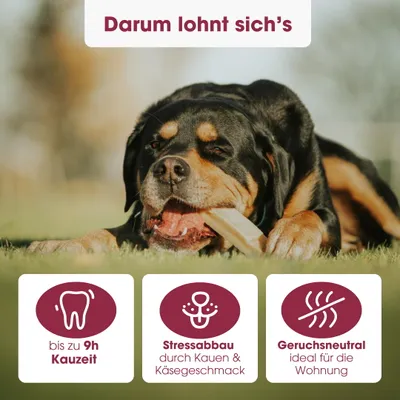 KAUDAS Käse-Kaustange Rote Beete – natürlich & zahnreinigend KAUDAS Käse-Kaustange Rote Beete – natürlich & zahnreinigend